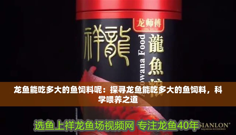龍魚能吃多大的魚飼料呢：探尋龍魚能吃多大的魚飼料，科學喂養(yǎng)之道