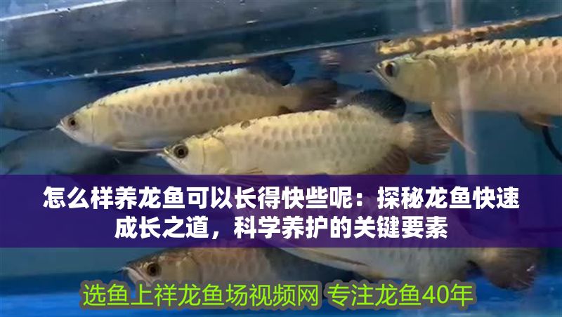 怎么樣養龍魚可以長得快些呢：探秘龍魚快速成長之道，科學養護的關鍵要素