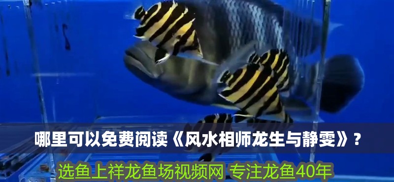 哪里可以免費閱讀《風水相師龍生與靜雯》？