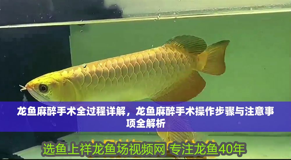 龍魚麻醉手術全過程詳解，龍魚麻醉手術操作步驟與注意事項全解析 龍魚麻醉手術全過程詳解，龍魚麻醉手術操作步驟與注意事項全解析 龍魚常見疾病 第1張