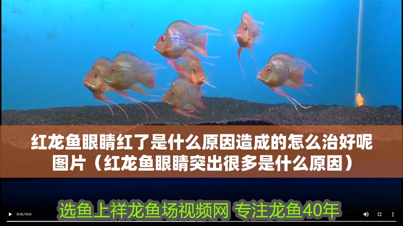 紅龍魚眼睛紅了是什么原因造成的怎么治好呢圖片（紅龍魚眼睛突出很多是什么原因）
