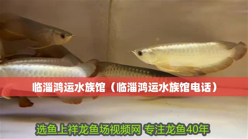 臨淄鴻運水族館（臨淄鴻運水族館電話）