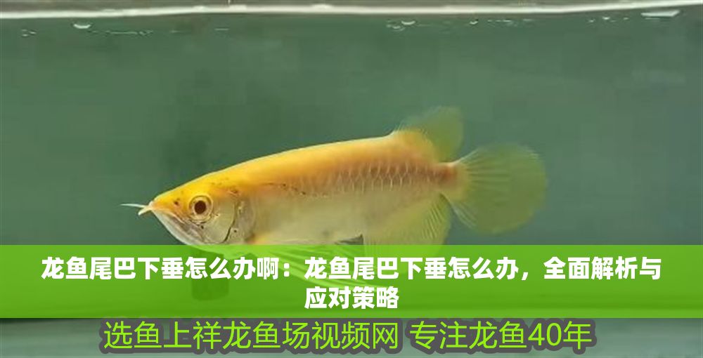 龍魚尾巴下垂怎么辦?。糊堲~尾巴下垂怎么辦，全面解析與應(yīng)對(duì)策略