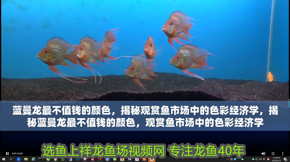 藍曼龍最不值錢的顏色，揭秘觀賞魚市場中的色彩經濟學，揭秘藍曼龍最不值錢的顏色，觀賞魚市場中的色彩經濟學 藍曼龍最不值錢的顏色，揭秘觀賞魚市場中的色彩經濟學，揭秘藍曼龍最不值錢的顏色，觀賞魚市場中的色彩經濟學 龍魚百科 第1張