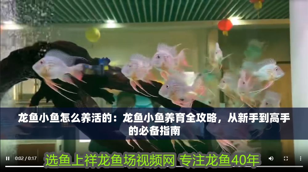 龍魚小魚怎么養活的：龍魚小魚養育全攻略，從新手到高手的必備指南