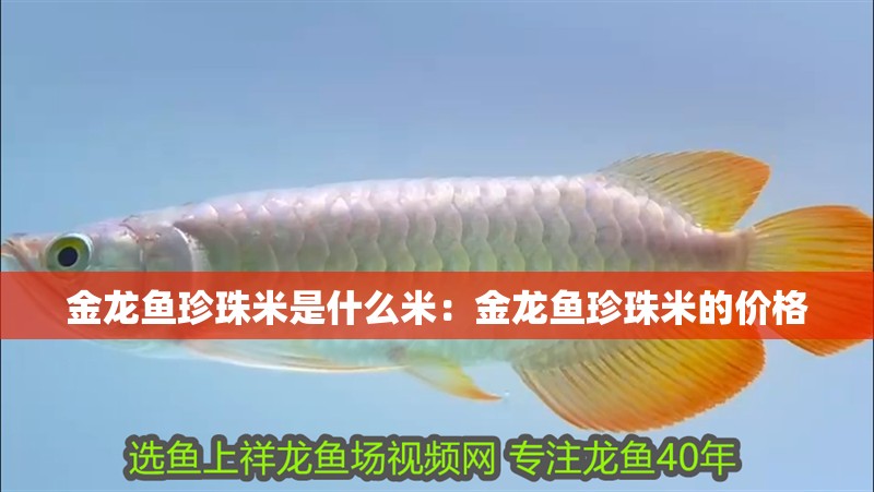 金龍魚珍珠米是什么米：金龍魚珍珠米的價格