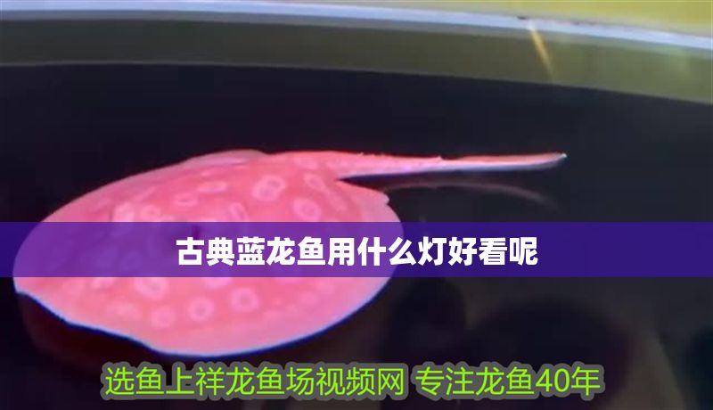 古典藍龍魚用什么燈好看呢