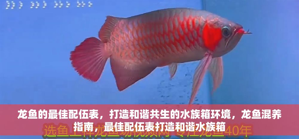 龍魚的最佳配伍表，打造和諧共生的水族箱環境，龍魚混養指南，最佳配伍表打造和諧水族箱