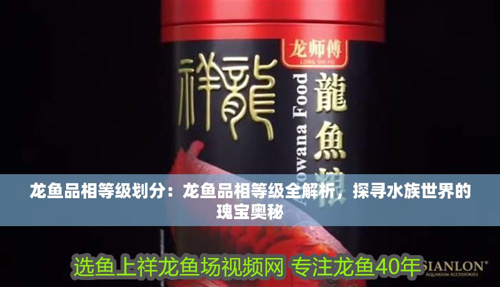 龍魚品相等級劃分：龍魚品相等級全解析，探尋水族世界的瑰寶奧秘