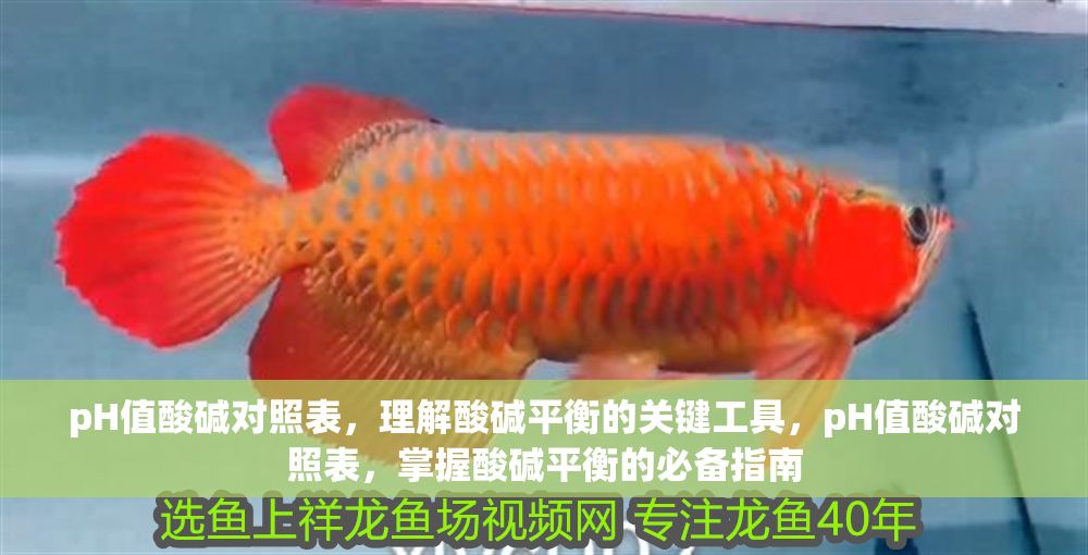 pH值酸堿對照表，理解酸堿平衡的關鍵工具，pH值酸堿對照表，掌握酸堿平衡的必備指南