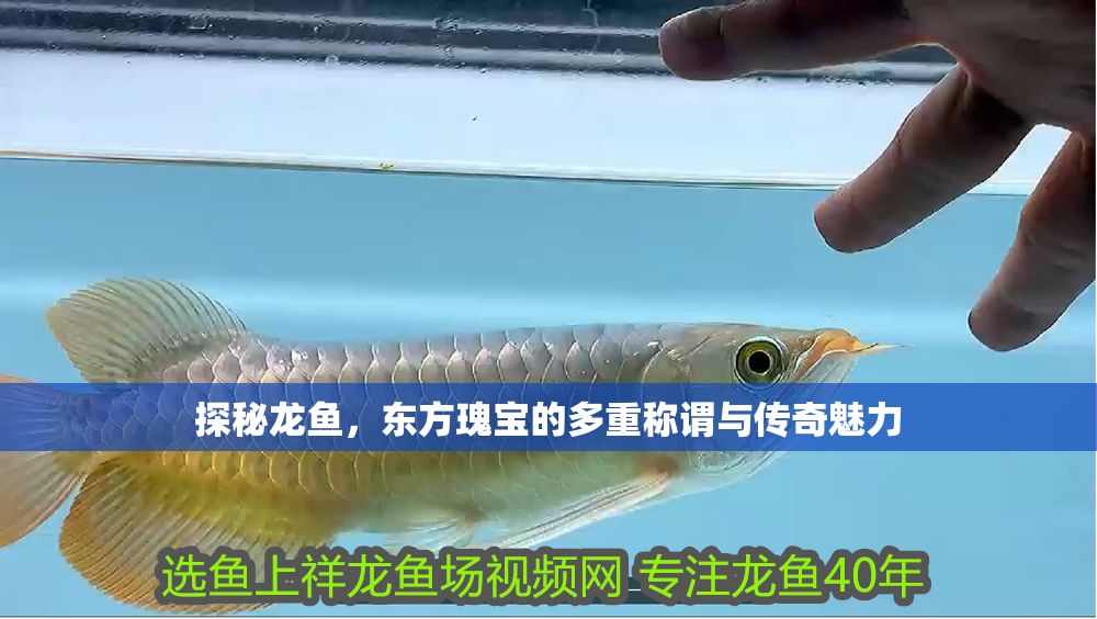探秘龍魚，東方瑰寶的多重稱謂與傳奇魅力