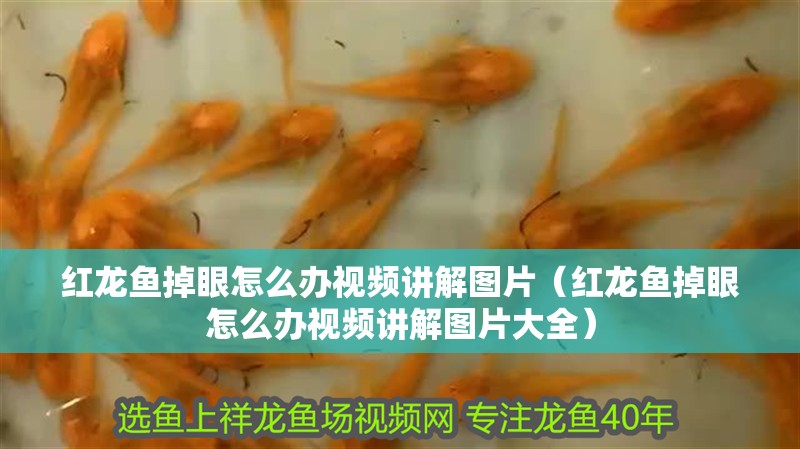 紅龍魚掉眼怎么辦視頻講解圖片（紅龍魚掉眼怎么辦視頻講解圖片大全）