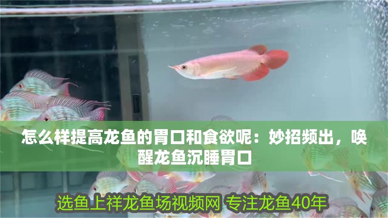 怎么樣提高龍魚的胃口和食欲呢：妙招頻出，喚醒龍魚沉睡胃口