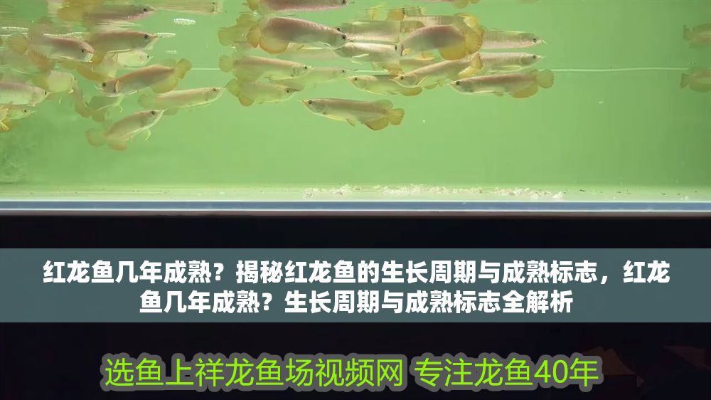 紅龍魚幾年成熟？揭秘紅龍魚的生長周期與成熟標志，紅龍魚幾年成熟？生長周期與成熟標志全解析
