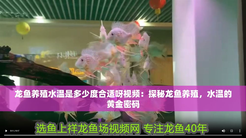 龍魚養殖水溫是多少度合適呀視頻：探秘龍魚養殖，水溫的黃金密碼