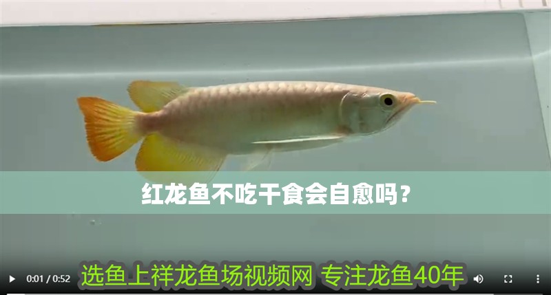 紅龍魚(yú)不吃干食會(huì)自愈嗎？