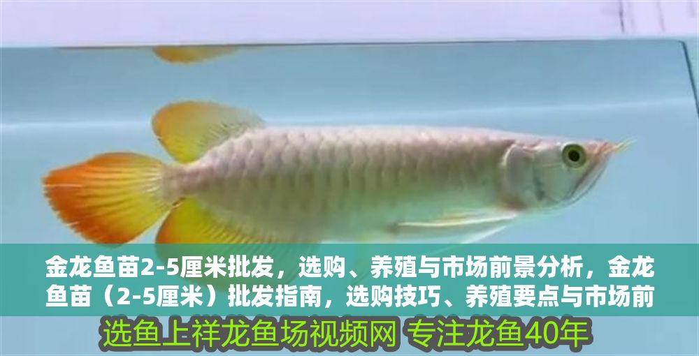 金龍魚(yú)苗2-5厘米批發(fā)，選購(gòu)、養(yǎng)殖與市場(chǎng)前景分析，金龍魚(yú)苗（2-5厘米）批發(fā)指南，選購(gòu)技巧、養(yǎng)殖要點(diǎn)與市場(chǎng)前景解析