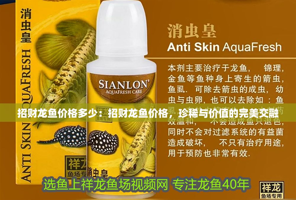 招財龍魚價格多少：招財龍魚價格，珍稀與價值的完美交融