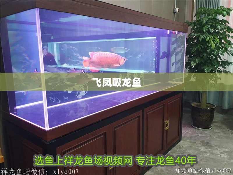 飛鳳吸龍魚