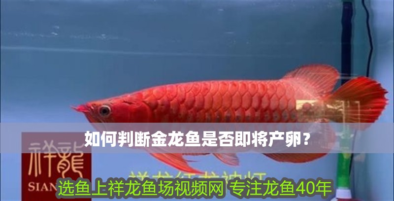 如何判斷金龍魚是否即將產(chǎn)卵？