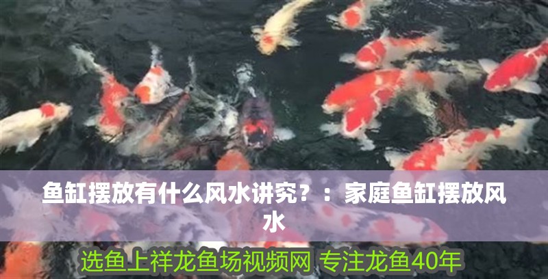 龍魚干蝦有營養嗎 魚缸擺放有什么風水講究?:家庭魚缸擺放風水 魚缸百科 魚缸擺放有什么風水講究?:家庭魚缸擺放風水 魚缸擺放有什么風水講究?:家庭魚缸擺放風水 魚缸百科
