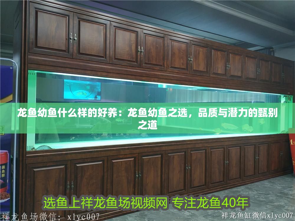 龍魚幼魚什么樣的好養：龍魚幼魚之選，品質與潛力的甄別之道