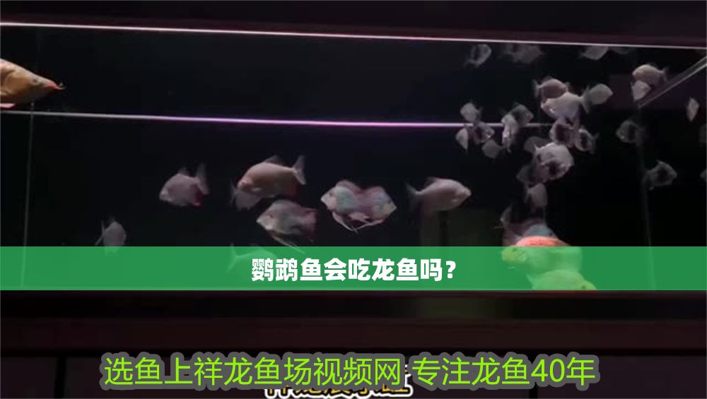 鸚鵡魚會吃龍魚嗎？