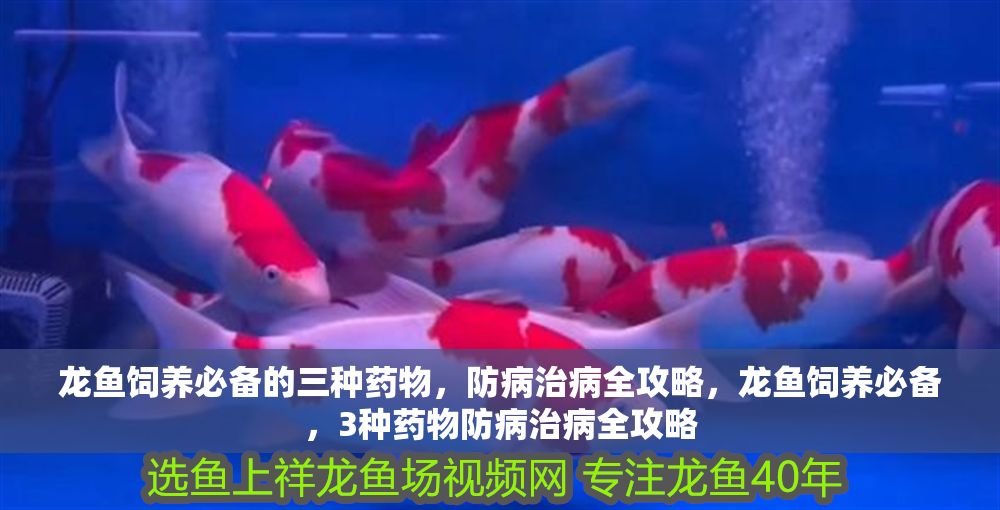 龍魚飼養(yǎng)必備的三種藥物，防病治病全攻略，龍魚飼養(yǎng)必備，3種藥物防病治病全攻略