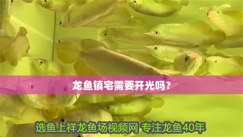 龍魚(yú)鎮(zhèn)宅需要開(kāi)光嗎？