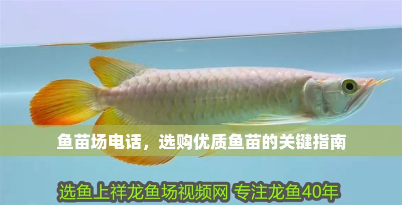 魚苗場電話，選購優質魚苗的關鍵指南