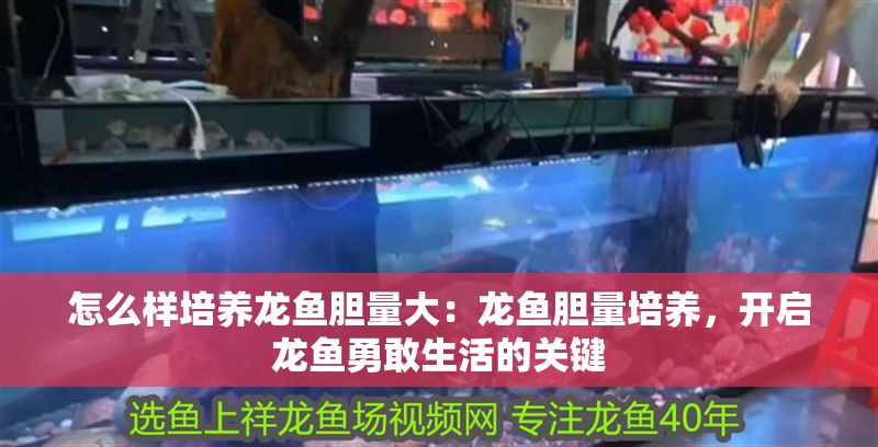 怎么樣培養龍魚膽量大：龍魚膽量培養，開啟龍魚勇敢生活的關鍵