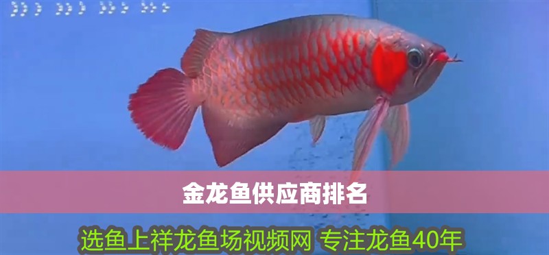 金龍魚供應商排名