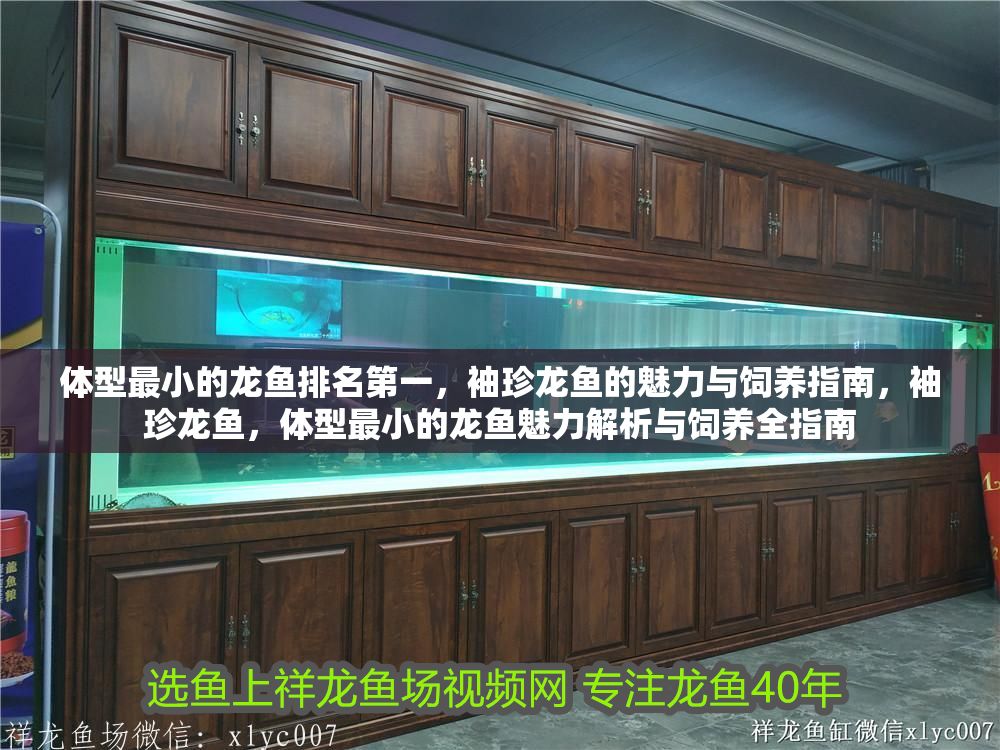 體型最小的龍魚排名第一，袖珍龍魚的魅力與飼養(yǎng)指南，袖珍龍魚，體型最小的龍魚魅力解析與飼養(yǎng)全指南