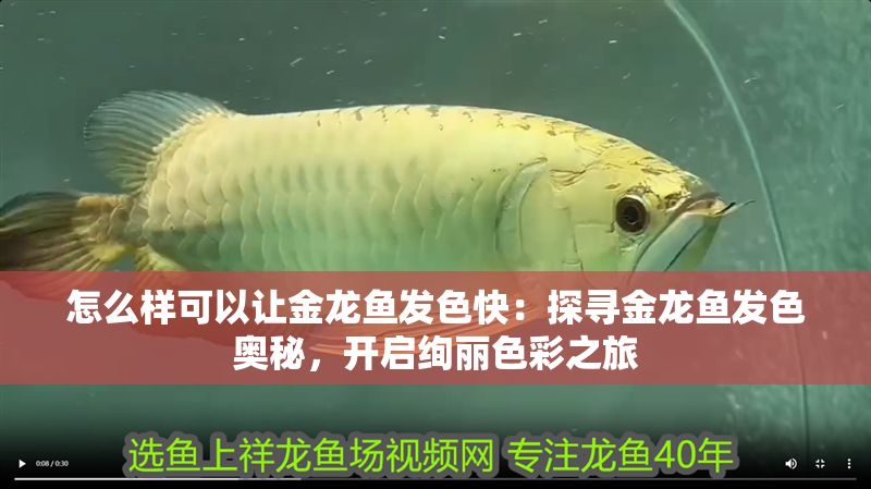 怎么樣可以讓金龍魚發色快：探尋金龍魚發色奧秘，開啟絢麗色彩之旅