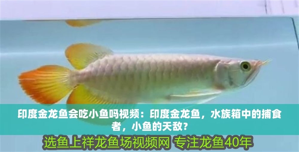 印度金龍魚會(huì)吃小魚嗎視頻：印度金龍魚，水族箱中的捕食者，小魚的天敵？
