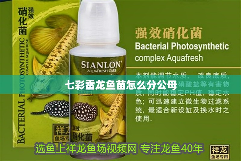 七彩雷龍魚苗怎么分公母