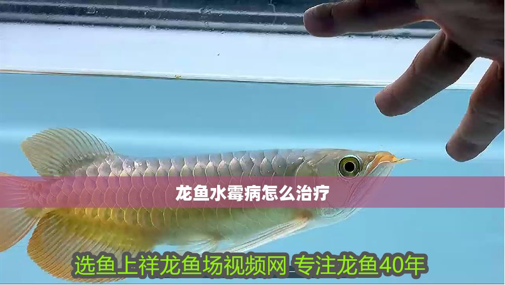 龍魚(yú)水霉病怎么治療