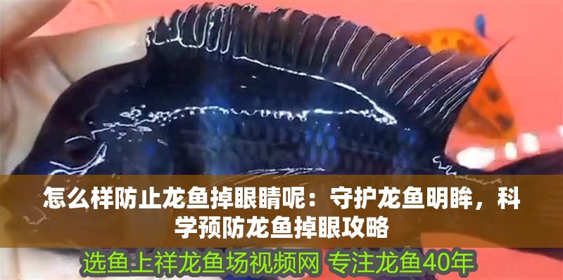 怎么樣防止龍魚掉眼睛呢：守護龍魚明眸，科學預防龍魚掉眼攻略
