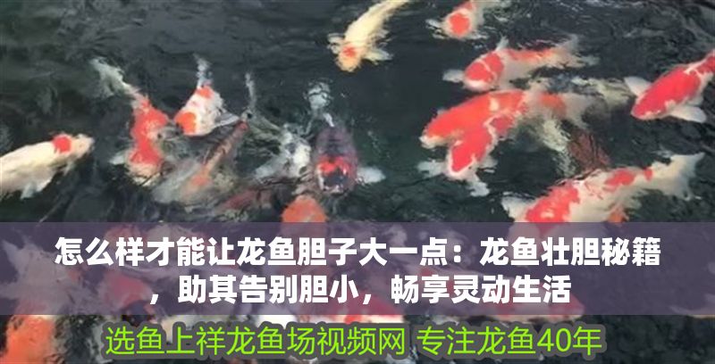怎么樣才能讓龍魚膽子大一點：龍魚壯膽秘籍，助其告別膽小，暢享靈動生活