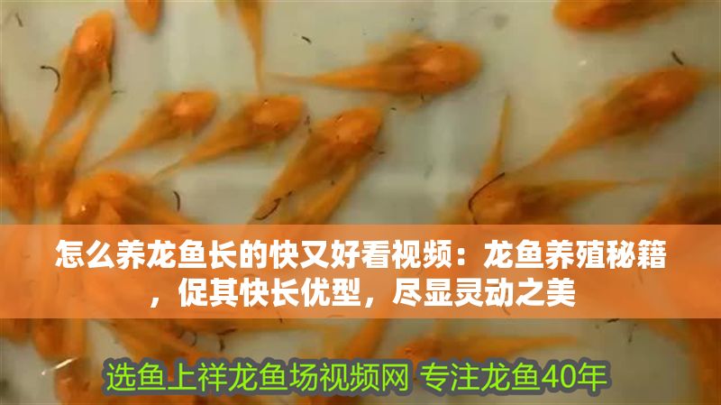 怎么養龍魚長的快又好看視頻：龍魚養殖秘籍，促其快長優型，盡顯靈動之美