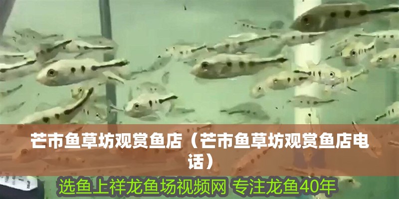 芒市魚草坊觀賞魚店（芒市魚草坊觀賞魚店電話）