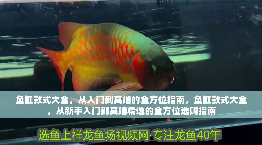 魚缸款式大全，從入門到高端的全方位指南，魚缸款式大全，從新手入門到高端精選的全方位選購指南