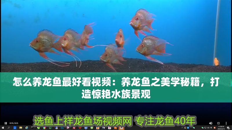 怎么養龍魚最好看視頻：養龍魚之美學秘籍，打造驚艷水族景觀