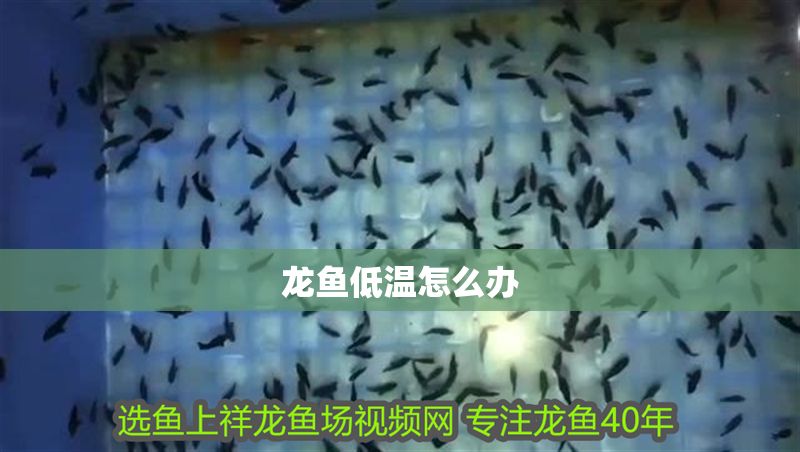 龍魚低溫怎么辦