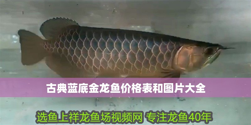 古典藍底金龍魚價格表和圖片大全