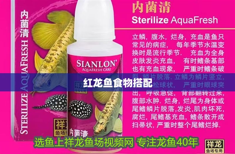 紅龍魚食物搭配