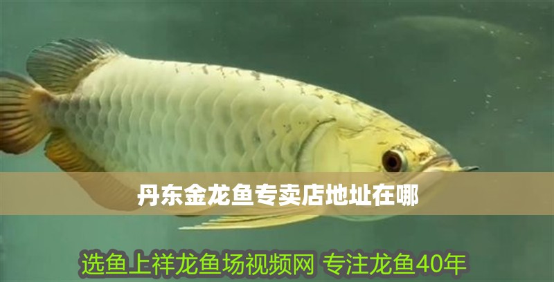 丹東金龍魚專賣店地址在哪
