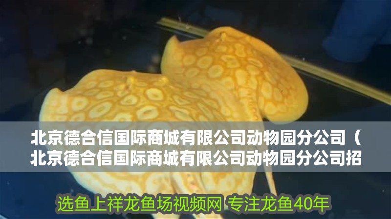 北京德合信國際商城有限公司動物園分公司（北京德合信國際商城有限公司動物園分公司招聘）