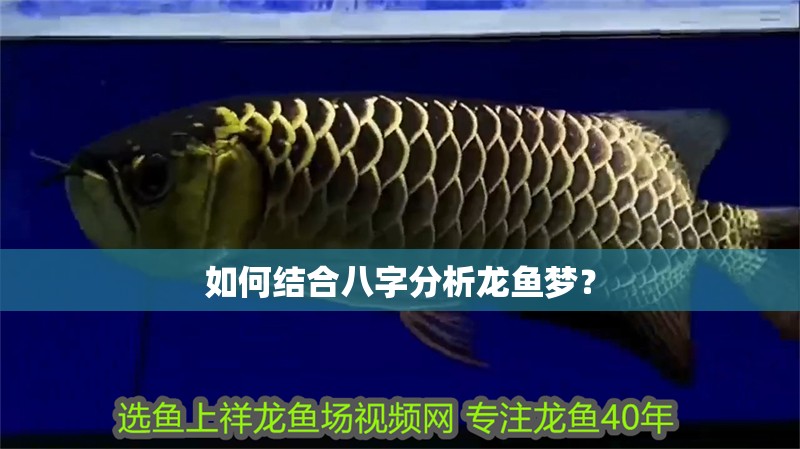 如何結合八字分析龍魚夢？