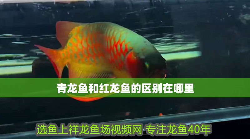 青龍魚和紅龍魚的區(qū)別在哪里
